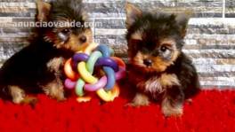 sweet Yorkie puppies ready for their new